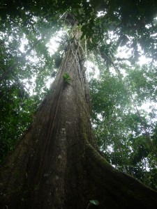 Una sola hectárea del bosque húmedo en Yasuni abarca más especies de árboles e insectos que  todos los existentes en E.E.U.U. y Canada juntos.